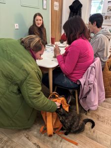 Oh My Cat ! Un bar pas comme les autres